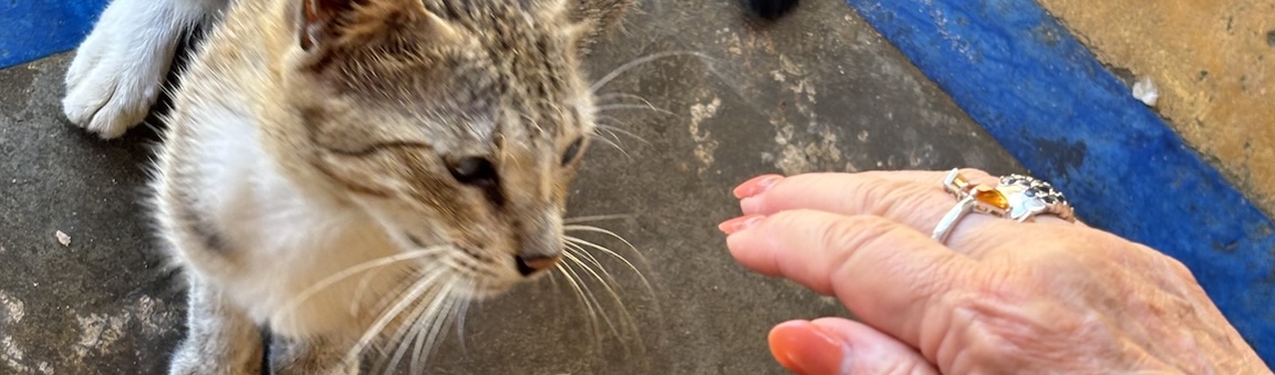 Hand touching a Schrödinger'd cat, to measure it